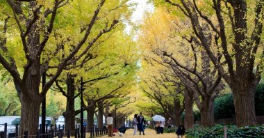 The Ginkgo street avenue in Meiji Jingu Gaien Park, Tokyo, Japan, Nov. 2017. (Shutterstock Photo)