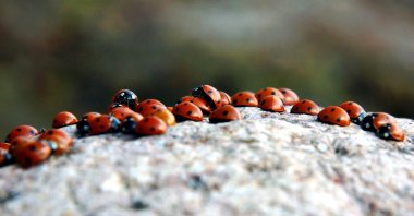 Ladybugs have been recently spotted during their migration journey to Çimen Mountain in Türkiye's southeastern Kahramanmaraş. (Shutterstock Photo)