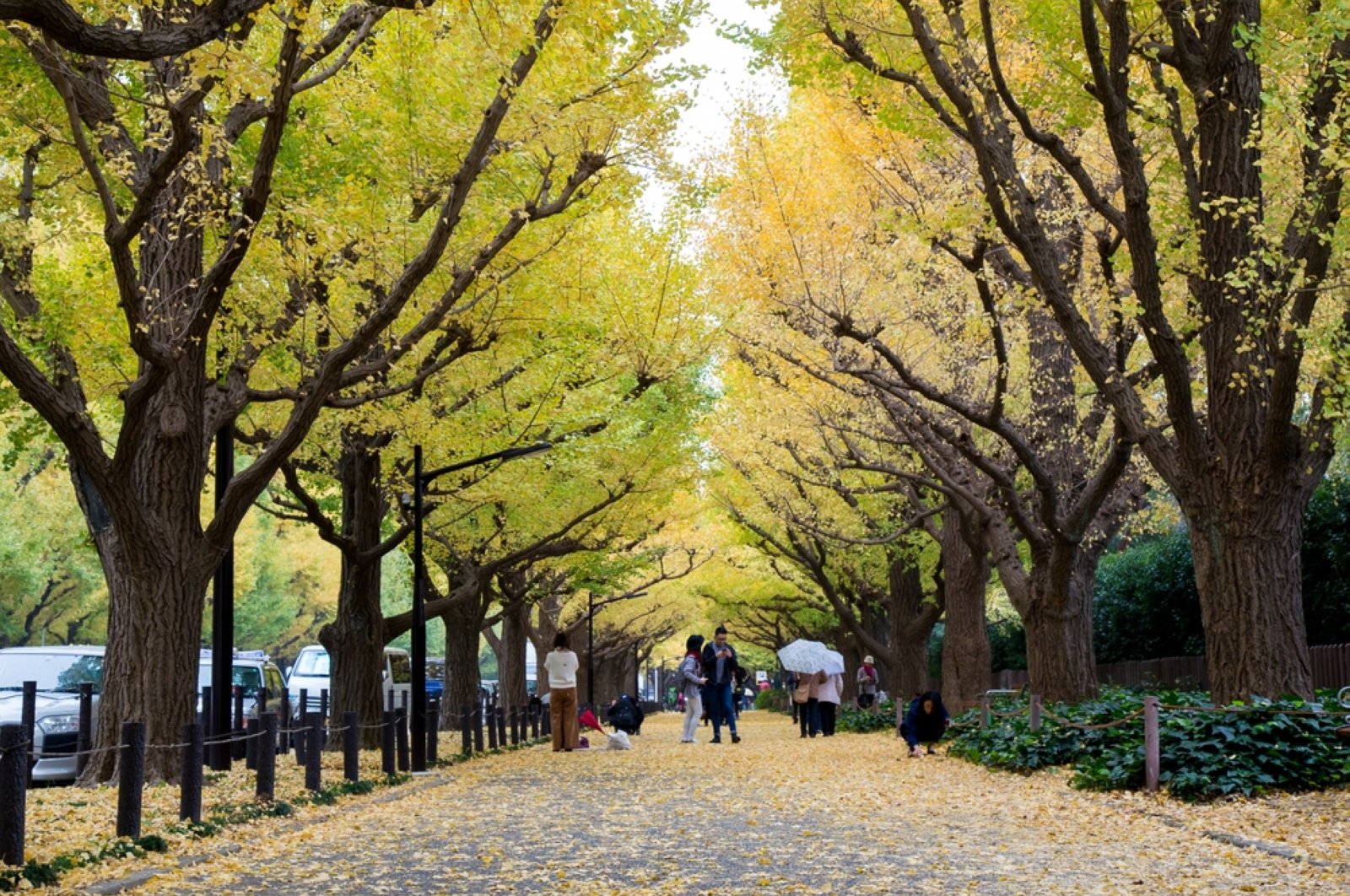 Penulis Haruki Murakami menentang pembangunan kembali distrik taman Tokyo