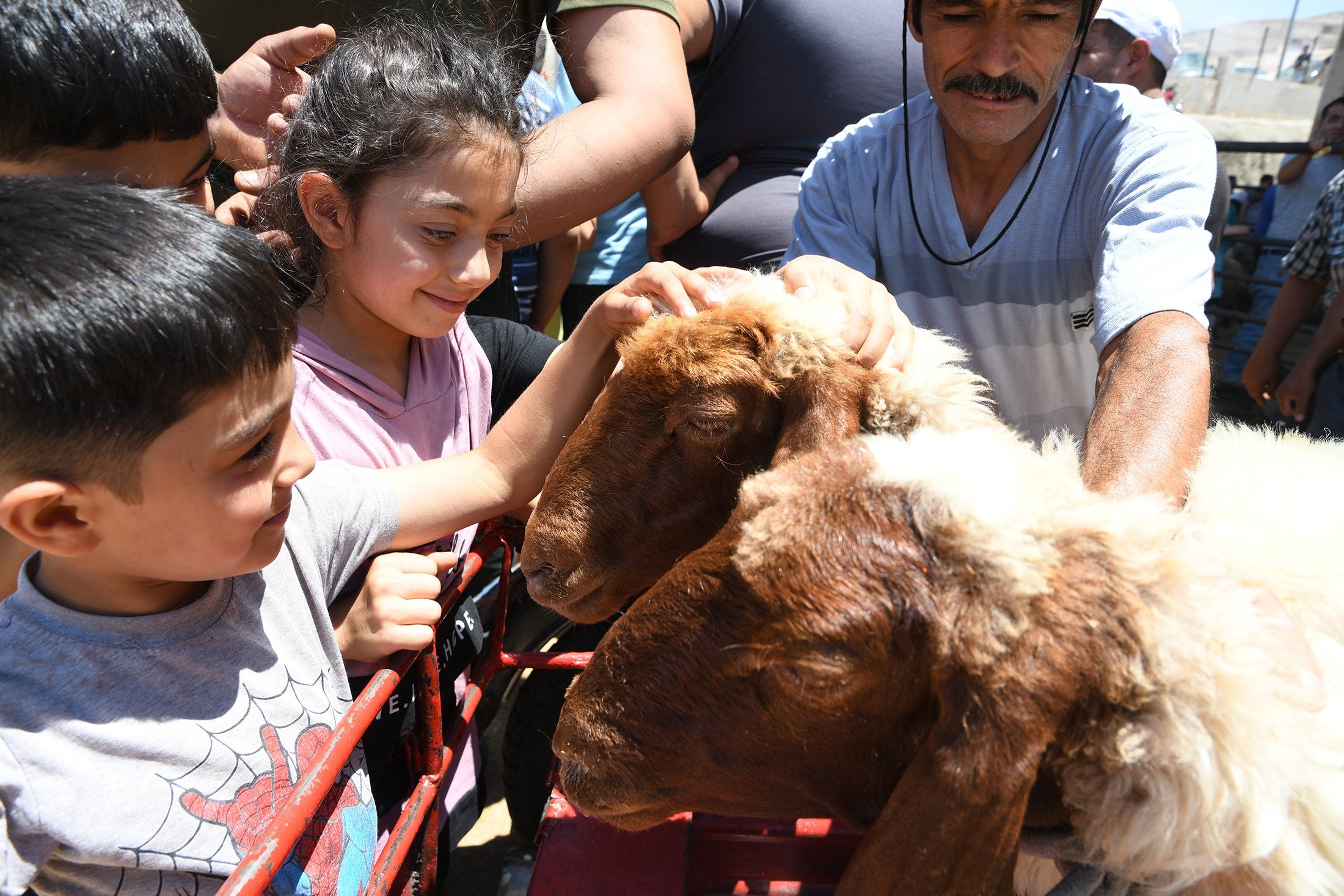 Children pet sacrificial animals for Qurban Bayram, in Gaziantep, Türkiye, June 27, 2023. (AA Photo)