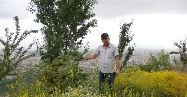 Mustafa Tekin dots roadsides with saplings in Kayseri, Türkiye, June 27, 2023. (AA Photo)
