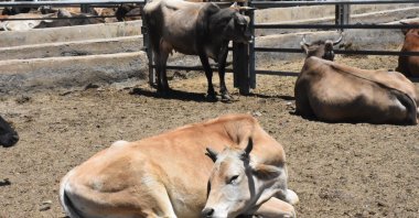 The Türkiye Diyanet Foundation (TDV) makes preparations for Eid al-Adha sacrifices, Van, Türkiye, June 27, 2023. (AA Photo)