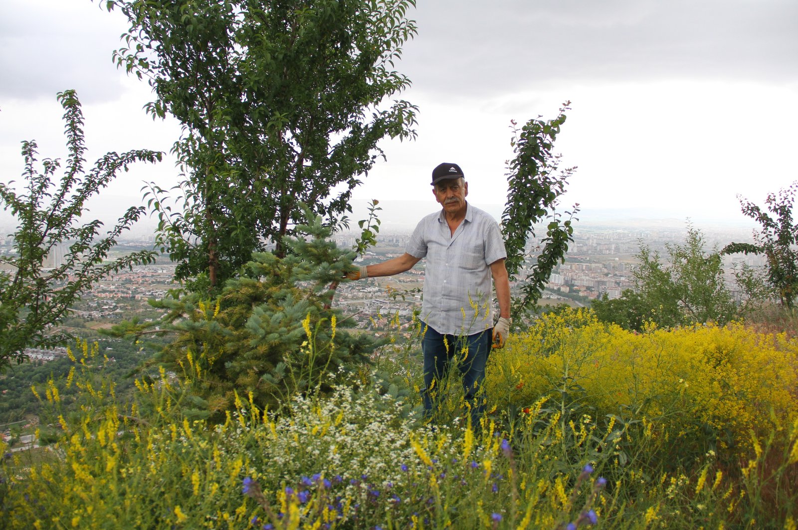 Pria Turki berusia 76 tahun menghijaukan pinggir jalan dengan pohon muda
