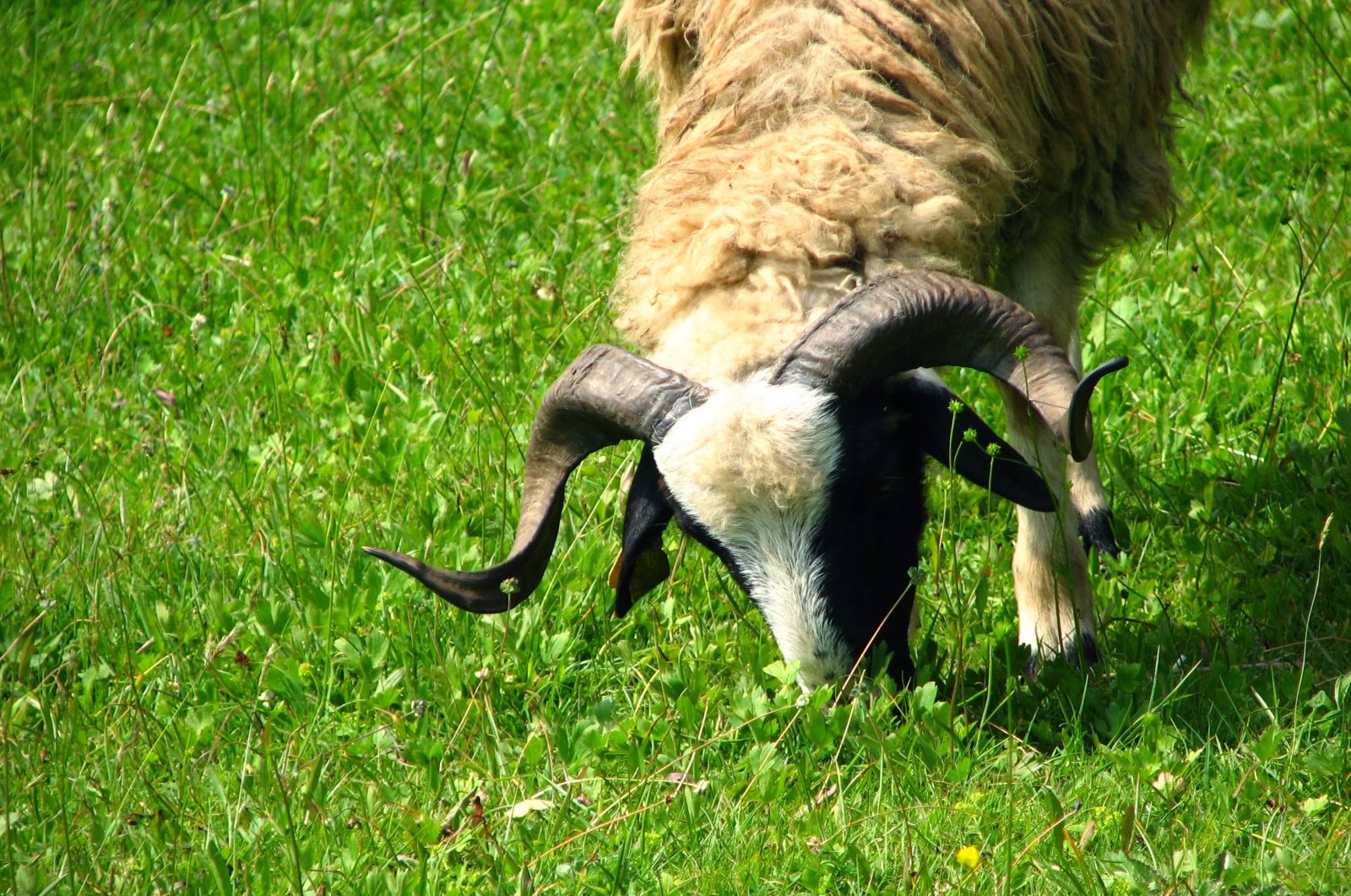 A goat eats grass on a field, in Bolu, Türkiye, June 16, 2012. (Photo by Ahmet Koçak)