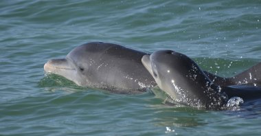 Bottlenose dolphins swim in open waters off Sarasota Bay, Florida, U.S. (AP Photo)