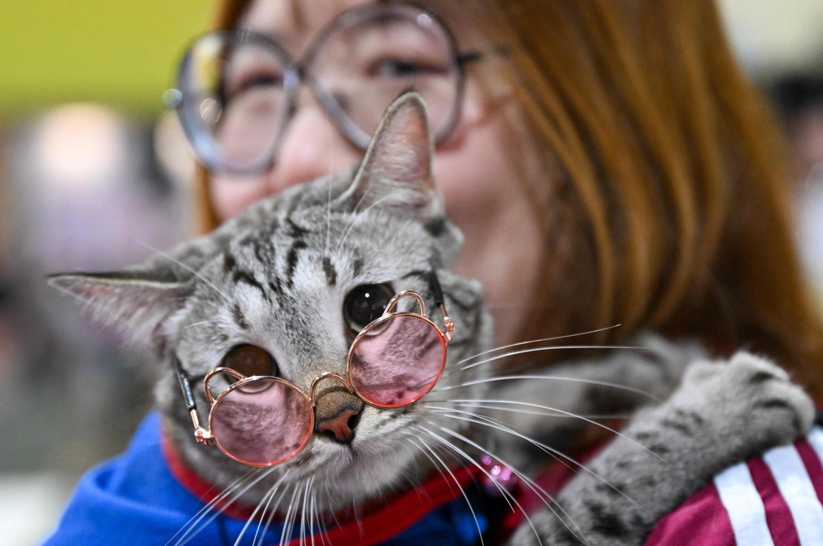 Aplikasi Jepang mencoba memberi tahu manusia saat kucing mereka menderita sakit