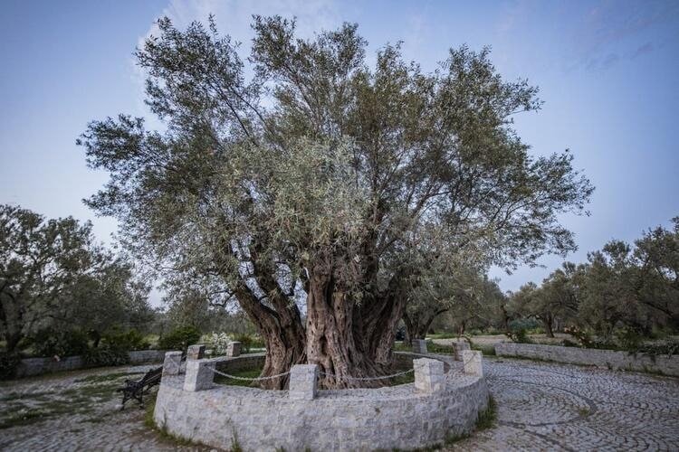 Salah satu pohon monumental yang dilindungi kementerian, Türkiye, 29 Juni 2023. (Foto DHA)