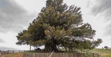 A large monumental tree that received conversation status, Türkiye, June 29, 2023. (DHA Photo)