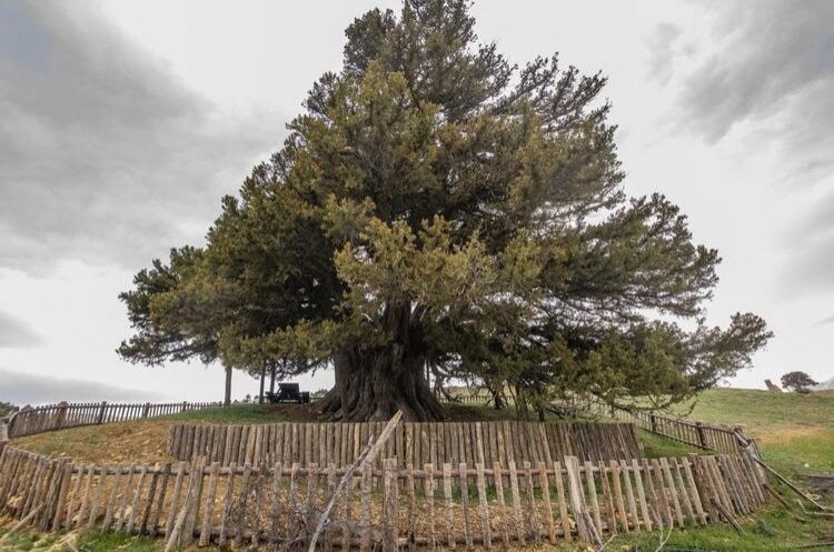 Jumlah pohon monumental yang dilindungi di Türkiye melampaui 10.500