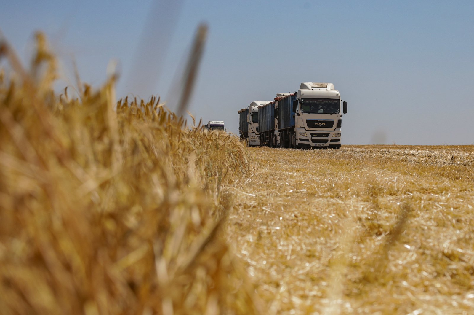 Trucks loaded with barley grain are seen in a field during harvesting, amid Russia&#039;s attack on Ukraine, Odessa region, Ukraine, June 23, 2023. (Reuters Photo)