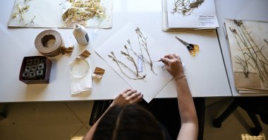 An employee of &quot;ANK Herbarium&quot; is photographed treating dry samples of the plants preserved in the first herbarium opened in the history of the Turkish republic, Ankara, Türkiye, July 5, 2023. (AA Photo)