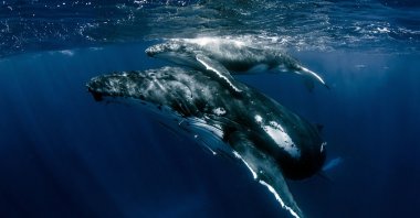 A mother humpback whale and her calf swim in Pacific Ocean, in Tonga. (Shutterstock Photo)