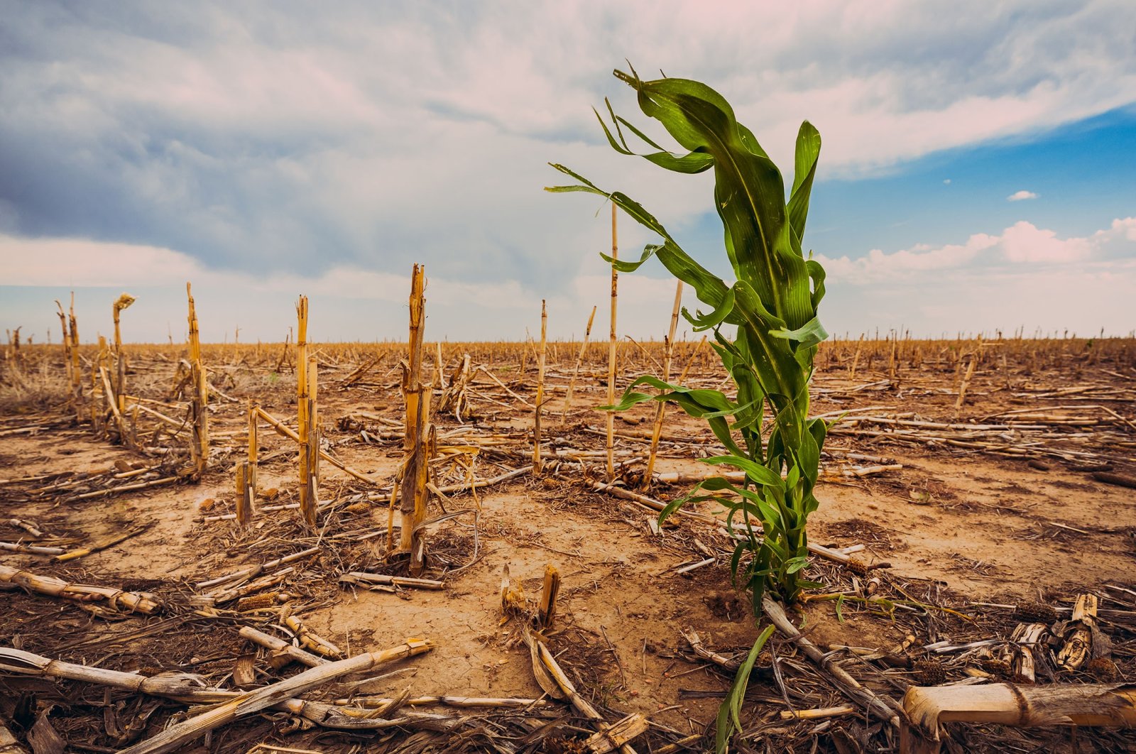 Dangers of crop failures in various major food-producing regions around the world have been underestimated, according to recent study. (Shutterstock Photo)