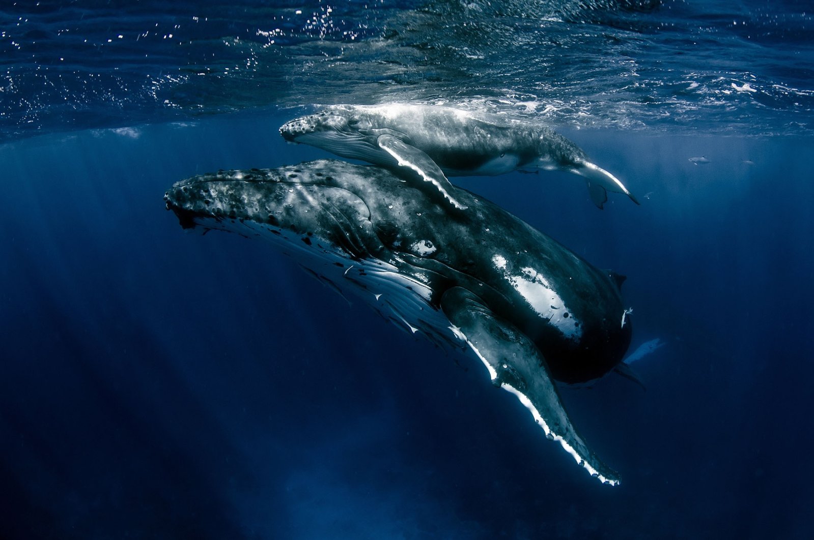 A mother humpback whale and her calf swim in Pacific Ocean, in Tonga. (Shutterstock Photo)