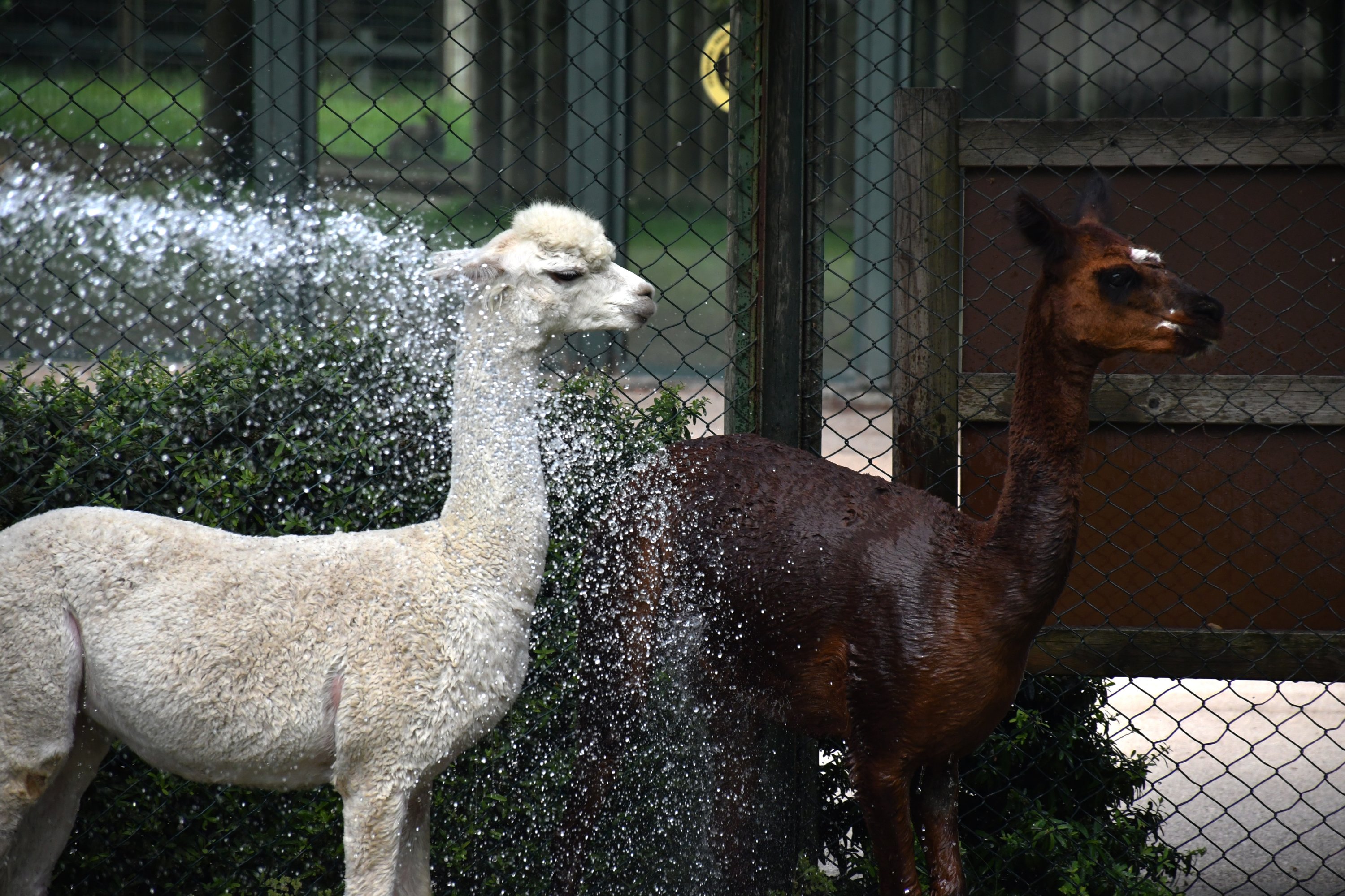 Hewan-hewan didinginkan di kolam atau disiram dengan selang saat suhu naik di Bursa, Türkiye, 6 Juli 2023. (Foto AA)