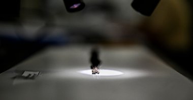 Health officials study specimens of anopheles mosquitoes that cause malaria, in Sarasota, Florida, U.S., June 30, 2023. (AFP Photo)