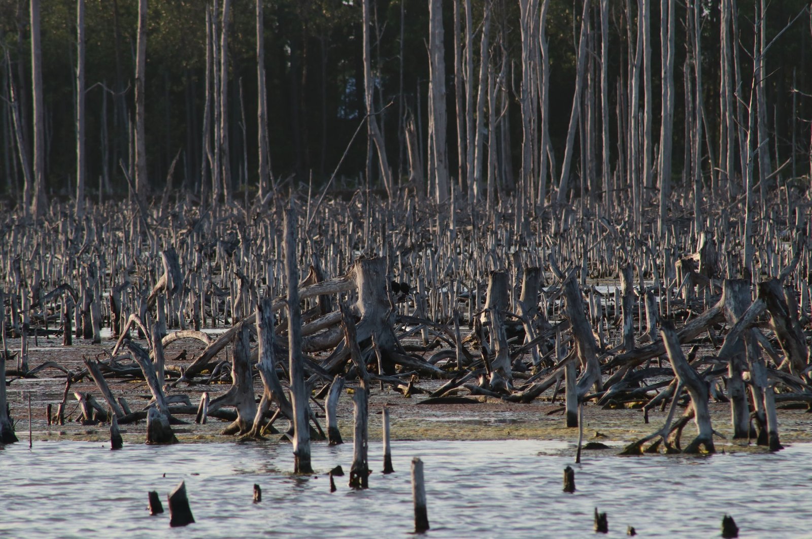 420 juta hektar kawasan hutan hilang dalam 30 tahun: Pakar