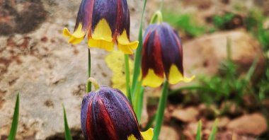 A new species of the inverted tulip plant seen in Karakoçan, Elazığ, Türkiye, July 9, 2023. (AA Photo)
