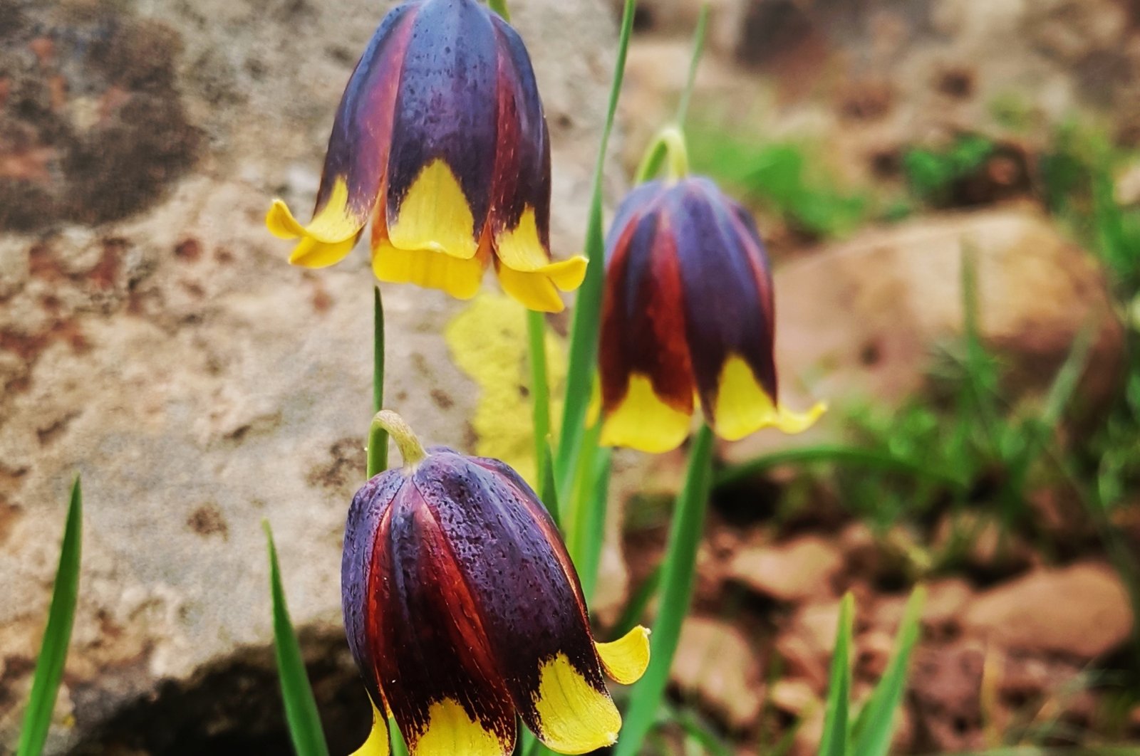 Spesies baru tulip terbalik ditemukan di Elazığ Türkiye