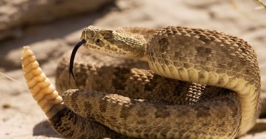 A prairie rattlesnake warns approaching hikers with a rattle of his tail in Dinosaur Provincial Park, Alberta, Canada, Aug. 7, 2008. (Reuters Photo)