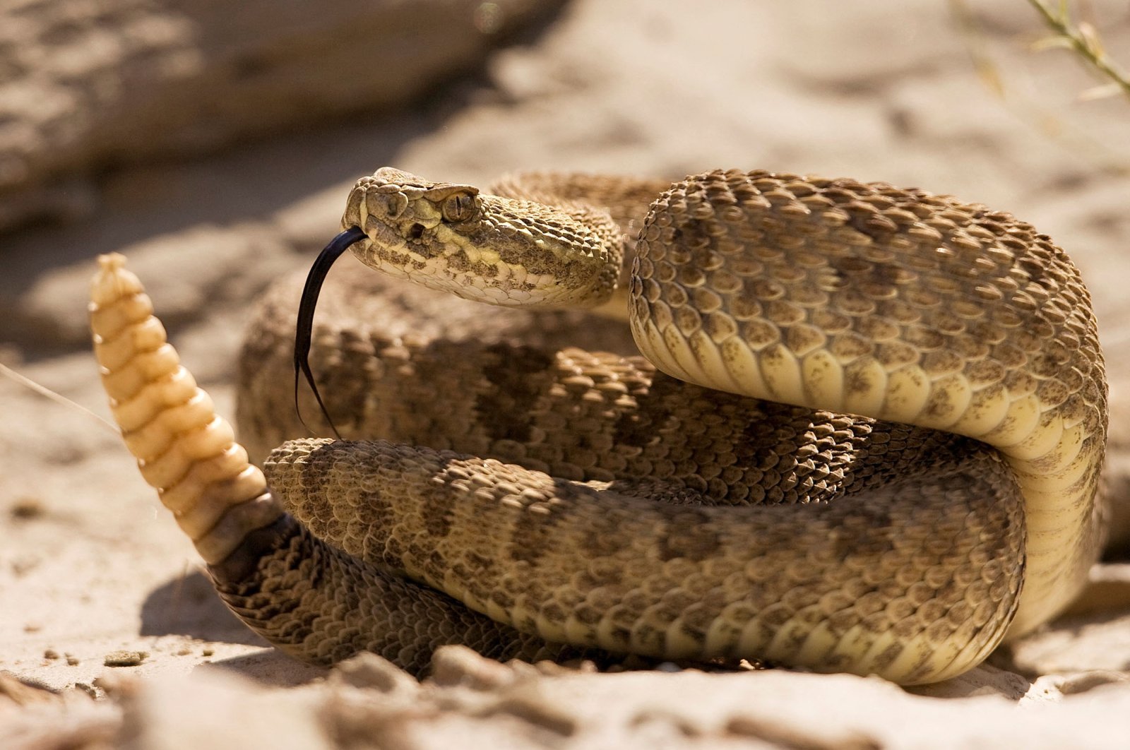 Ular derik yang hangat dan menggemaskan: Studi menghancurkan prasangka buruk terhadap ular