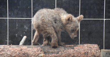 &quot;Cindy&quot; the bear cub is photographed standing on timber following a successful recovery, Kars, eastern Türkiye, July 11, 2023. (AA Photo)