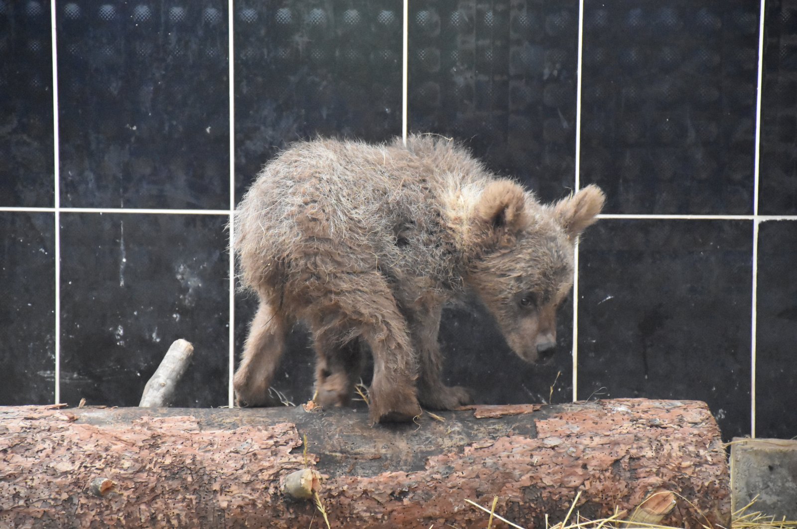 &quot;Cindy&quot; the bear cub is photographed standing on timber following a successful recovery, Kars, eastern Türkiye, July 11, 2023. (AA Photo)