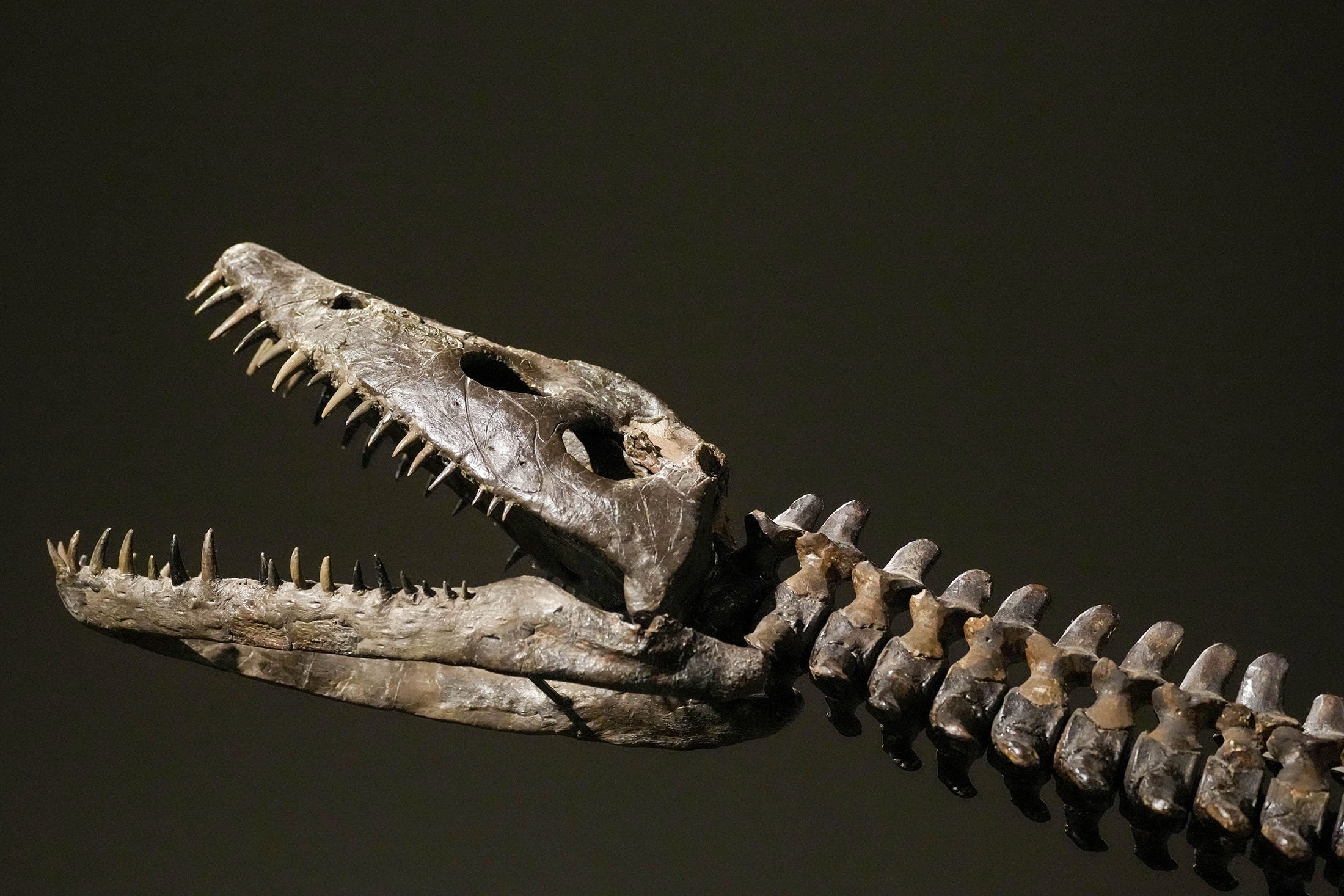 Detail kerangka Plesiosaurus ditampilkan di Sotheby's selama pratinjau media, di New York, AS, 10 Juli 2023. (Foto AP)