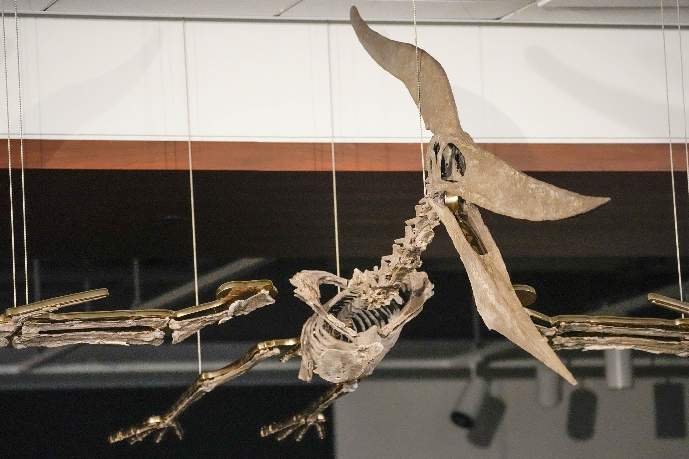 Kerangka Pteranodon ditampilkan di Sotheby selama pratinjau media, di New York, AS, 10 Juli 2023. (Foto AP)