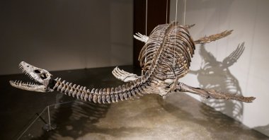 A Plesiosaur skeleton is displayed at Sotheby&#039;s during a media preview, in New York, U.S., July 10, 2023. (AP Photo)