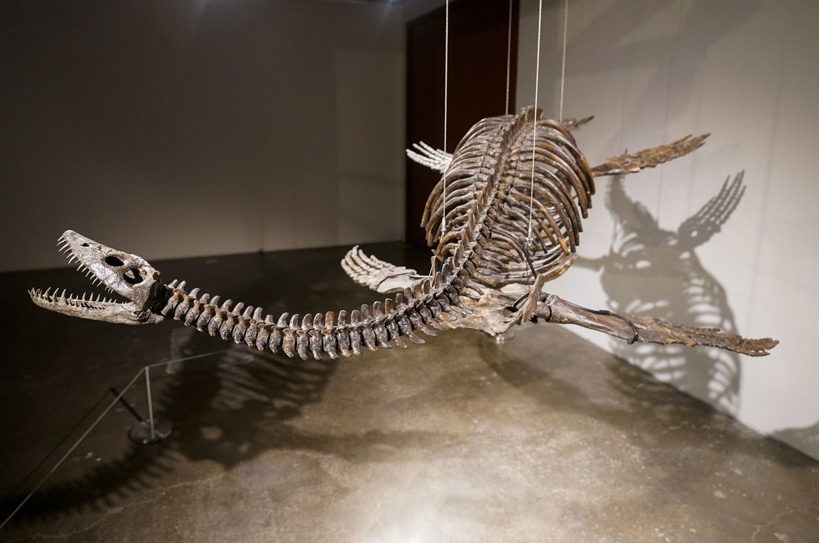 A Plesiosaur skeleton is displayed at Sotheby&#039;s during a media preview, in New York, U.S., July 10, 2023. (AP Photo)