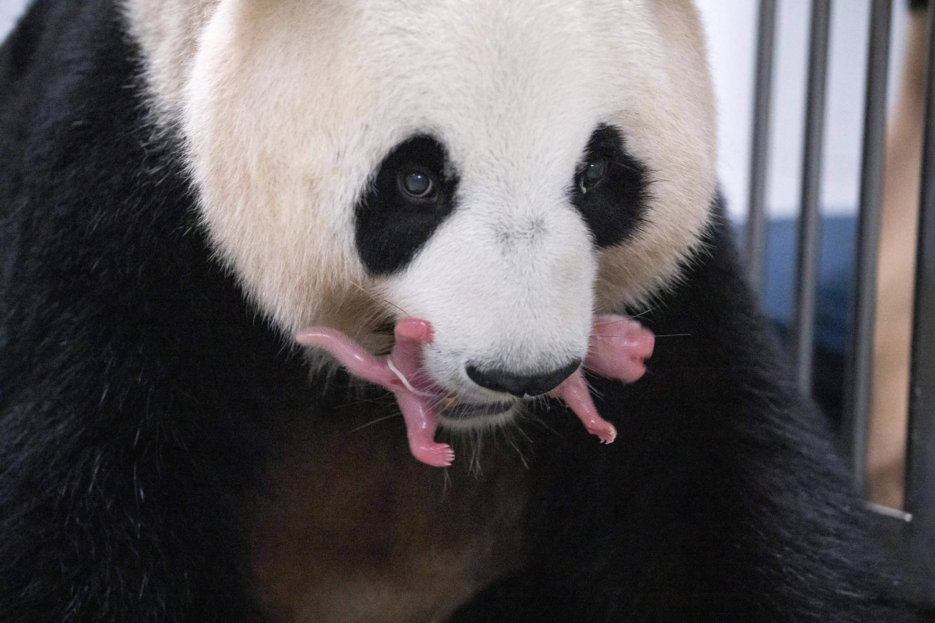 Induk panda raksasa Ai Bao dan panda kembar betina yang baru lahir di Everland Amusement and Animal Park di Yongin, Korea Selatan, 7 Juli 2023. (AFP Photo)