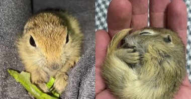  A palm-sized Asia Minor ground squirrel cub is seen eating grass, Erzurum, Türkiye, July 13, 2023. (IHA Photo)