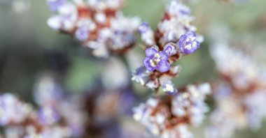 The endangered flora Limonium anatolicum is seen around Lake Tuz, Ankara, Türkiye, July 13, 2023. (AA Photo)