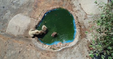 Aerial view of bears cooling off in the pool at Nature Life Park Antalya, southern Türkiye, July 13, 2023. (AA Photo)