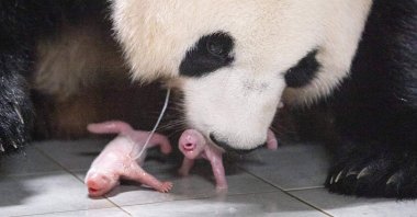 Giant panda mother Ai Bao and her newly born female twin pandas at Everland Amusement and Animal Park in Yongin, South Korea, July 7, 2023. (AFP Photo)
