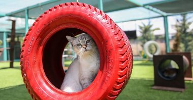 A cat in seen in a wheel tube in Cat Town, Kayseri, Türkiye, July 13, 2023. (AA Photo)