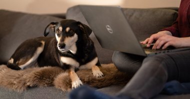 A pet dog sits beside its owner, in Berlin, Germany. (dpa Photo)