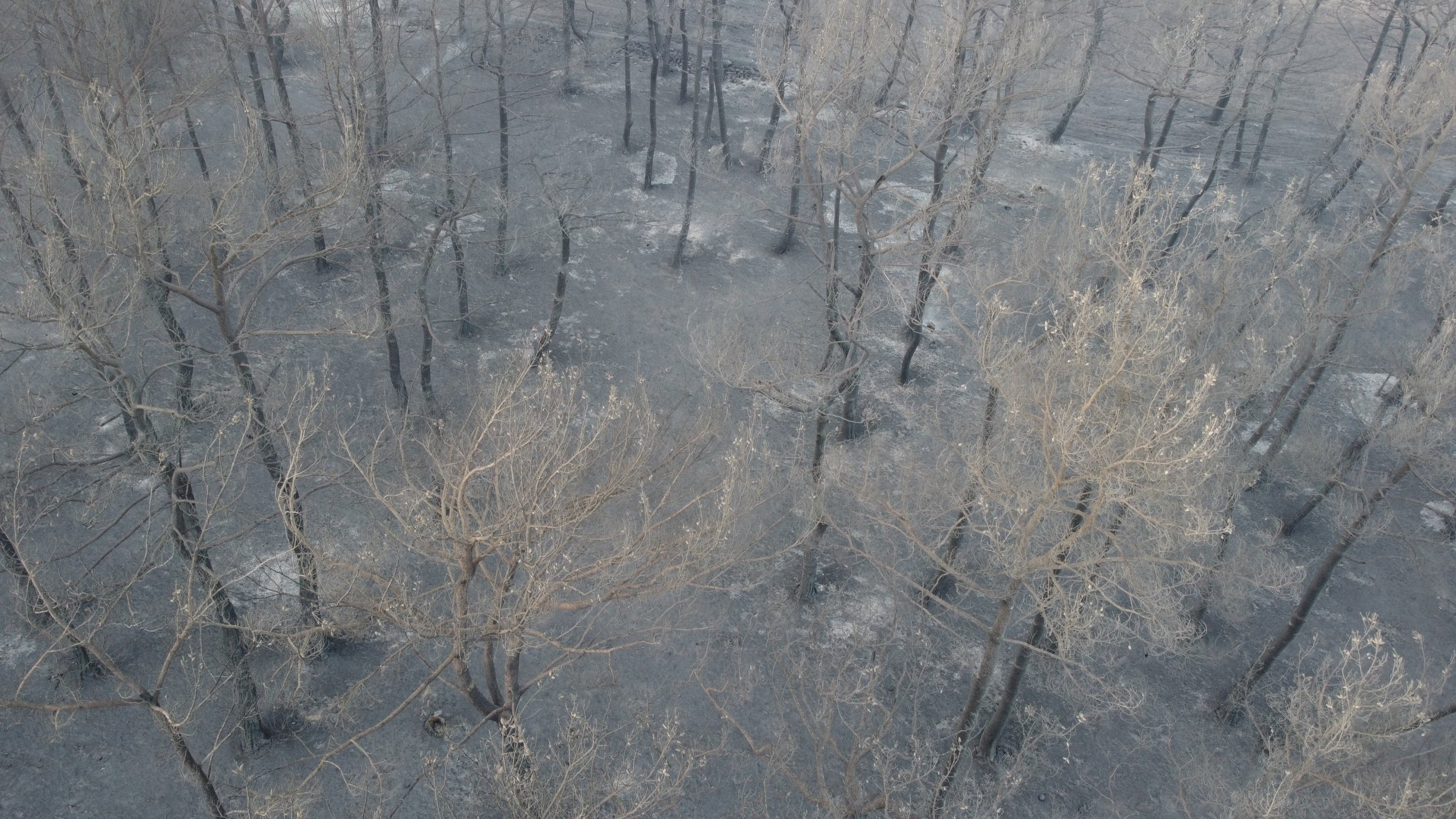 Sisa-sisa dan abu pohon terlihat di area yang terkena dampak kebakaran hebat, Çanakkale, Türkiye, 18 Juli 2023. (Foto IHA)