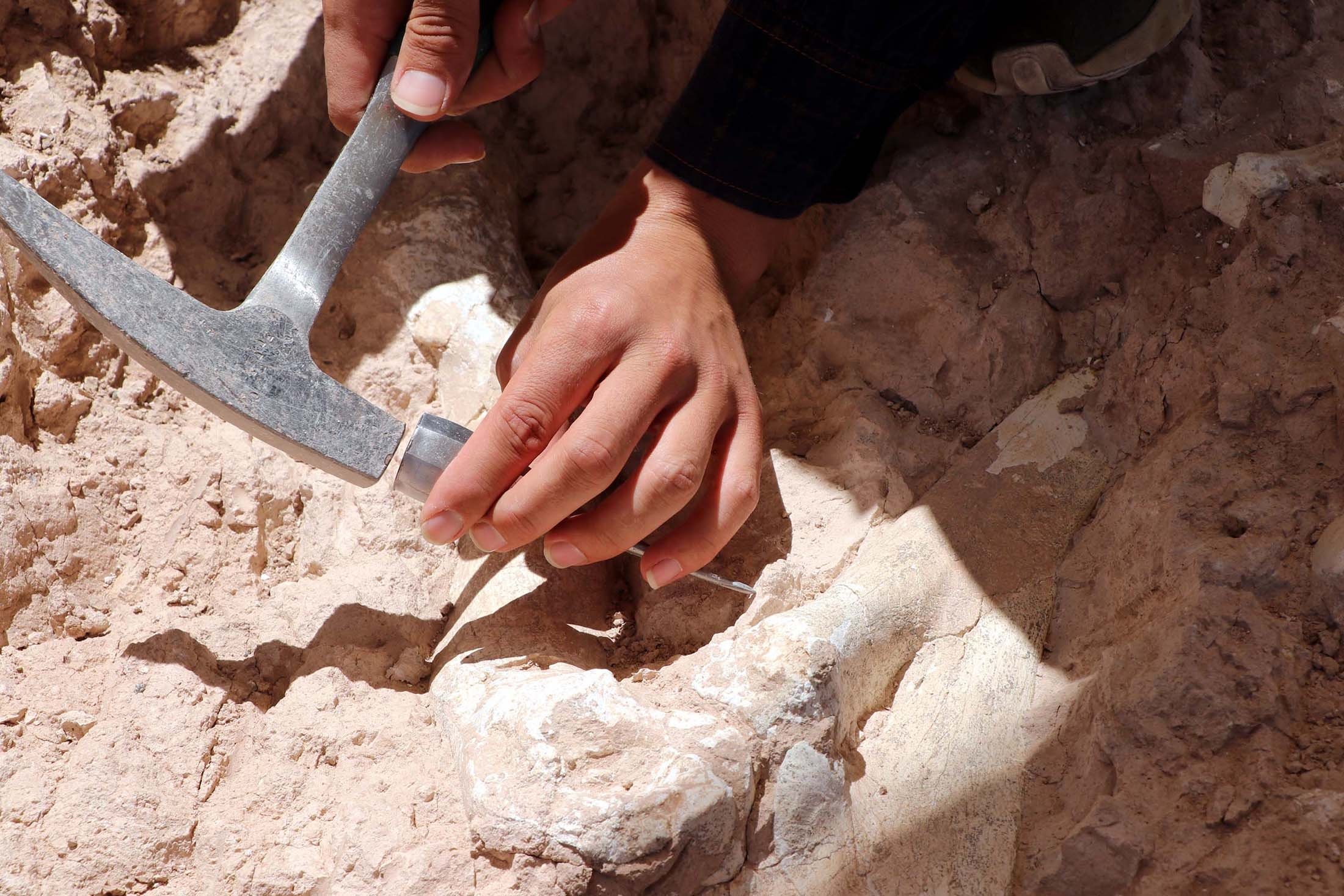 Para arkeolog bekerja di situs penggalian tempat tulang jerapah berusia 7,5 juta tahun ditemukan, di Kayseri, Türkiye, 12 Juli 2023. (Foto AA)