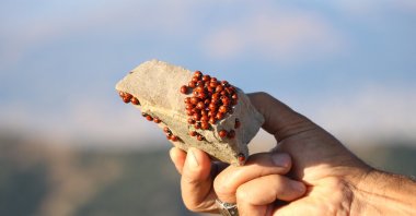 A visitor holds a piece of rock covered in ladybugs in Kahramanmaraş, Türkiye, July 18, 2023. (IHA Photo)