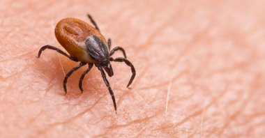 Experts warn against dangers of tick bites, especially during extreme heat, to avoid potential infections. (Shutterstock Photo)