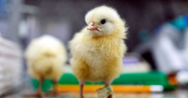 Female chicks perch on a countertop in a laboratory at the faculty of agriculture at the animal science institute of the Volcani Institute in Rehovot, Israel, July 4, 2023. (Reuters Photo)