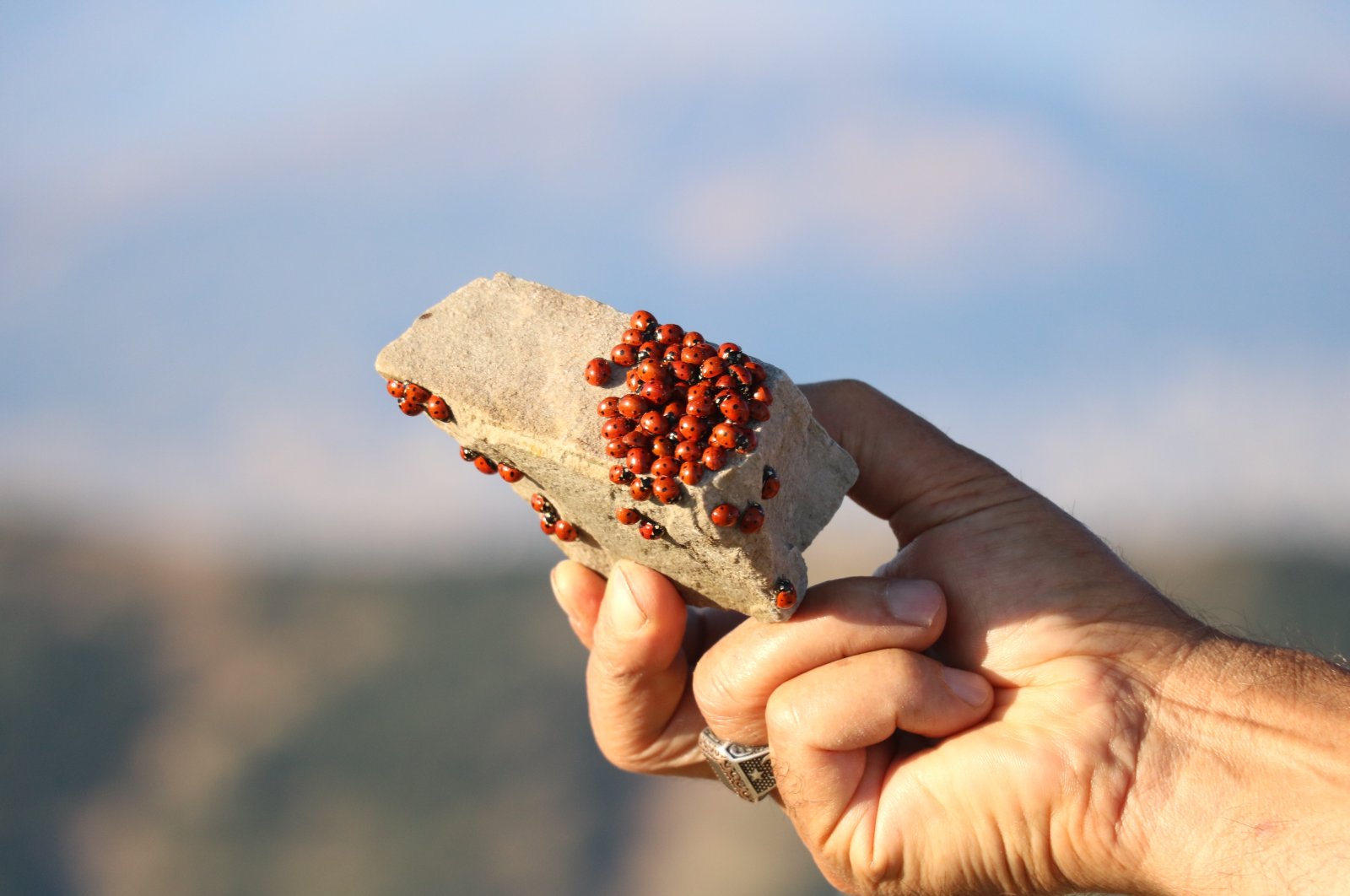 Ribuan orang berduyun-duyun untuk melihat koloni ladybug yang menakjubkan di Türkiye