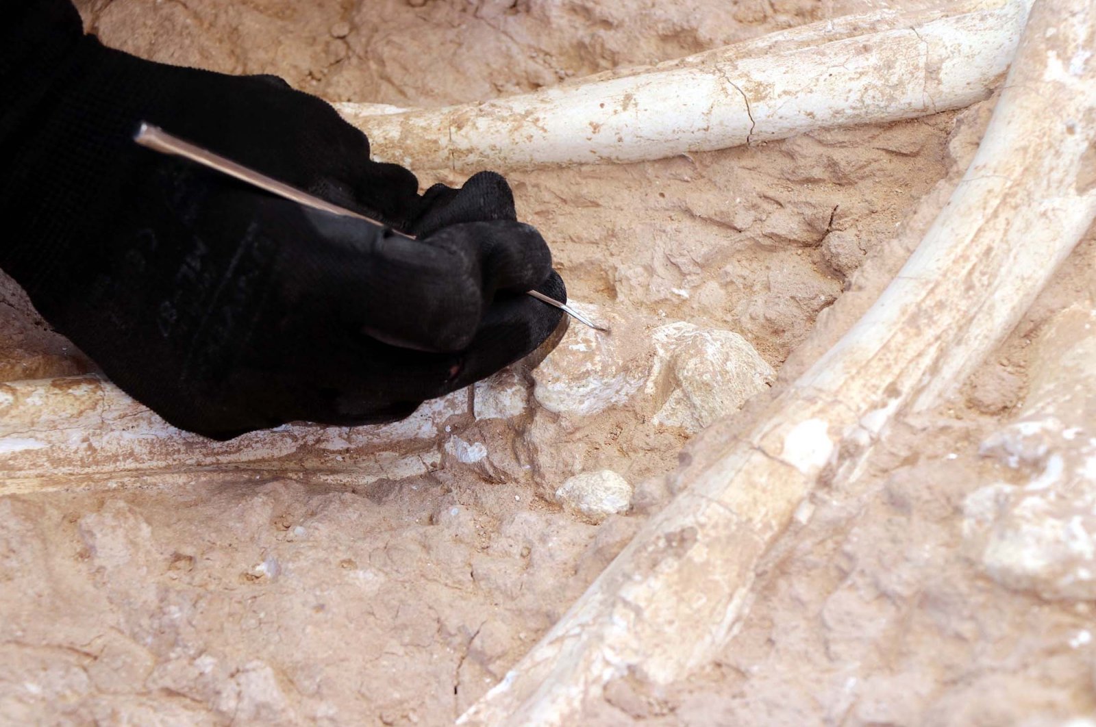 Arkeolog menemukan tulang jerapah berusia 7,5 juta tahun di Kayseri