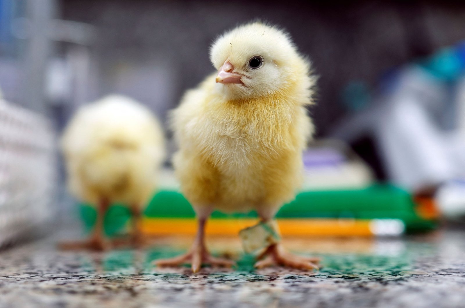 Teknologi gen dapat menyelamatkan anak ayam jantan berumur satu hari dari pemusnahan massal setiap tahun
