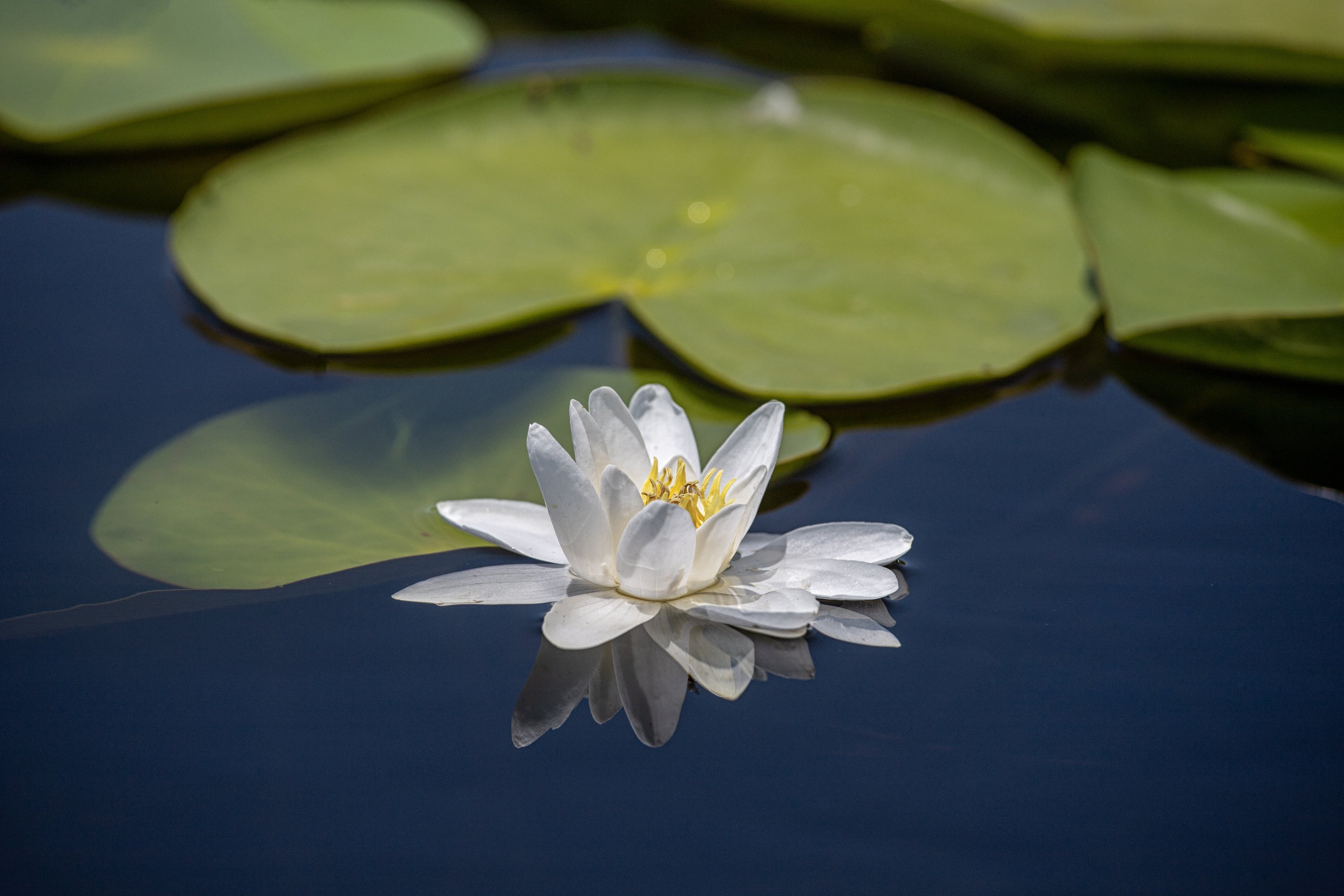 A view from above of a water lily in full bloom on the lake, Konya, Türkiye, July 18, 2023. (AA Photo)