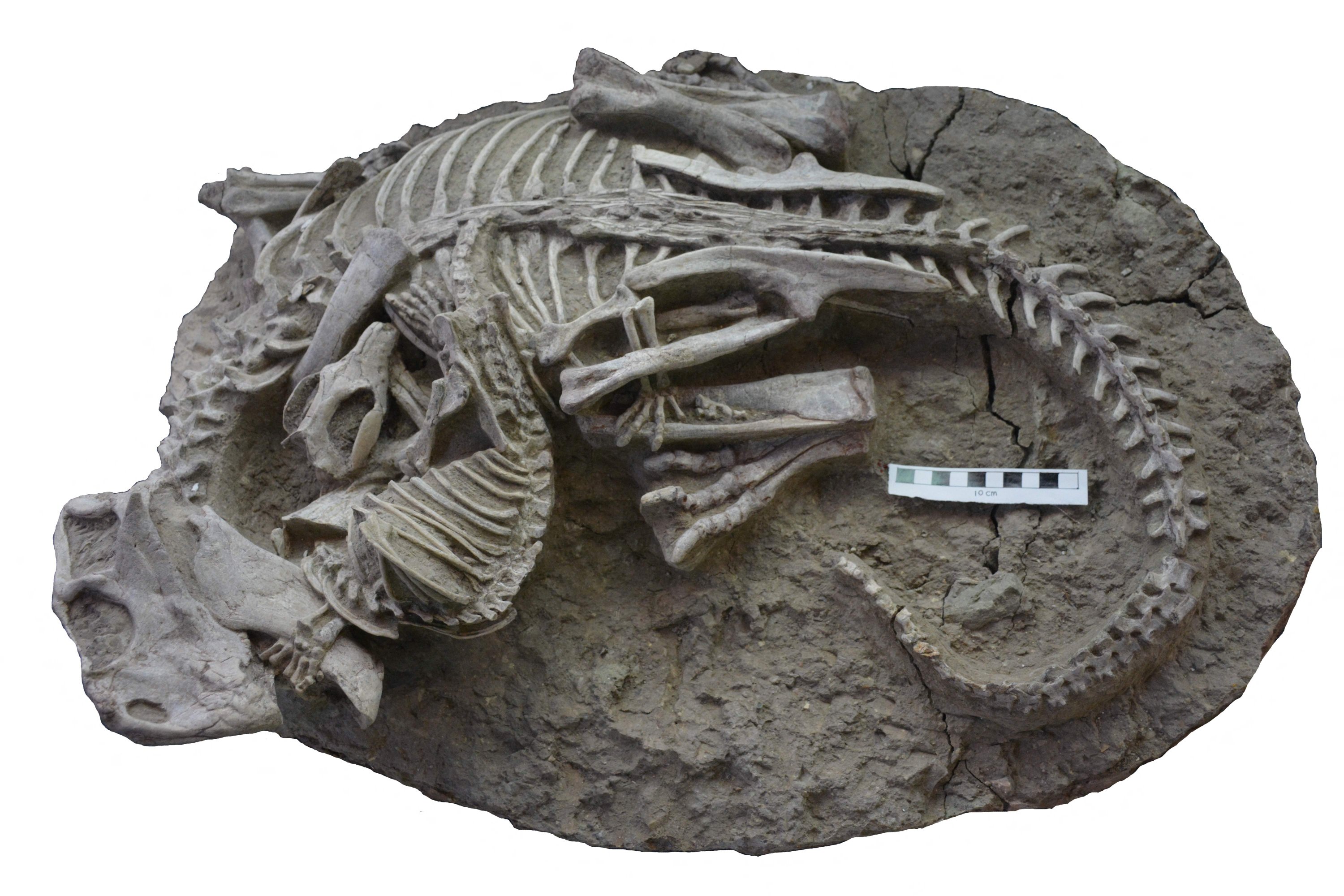 Adegan perkelahian, digambarkan dalam fosil terawetkan yang ditemukan di China, menunjukkan bahwa mamalia kecil memangsa dinosaurus yang menguasai Bumi selama periode Cretaceous lebih dari yang diperkirakan sebelumnya, kata para ilmuwan pada 18 Juli 2023. (Foto AFP)