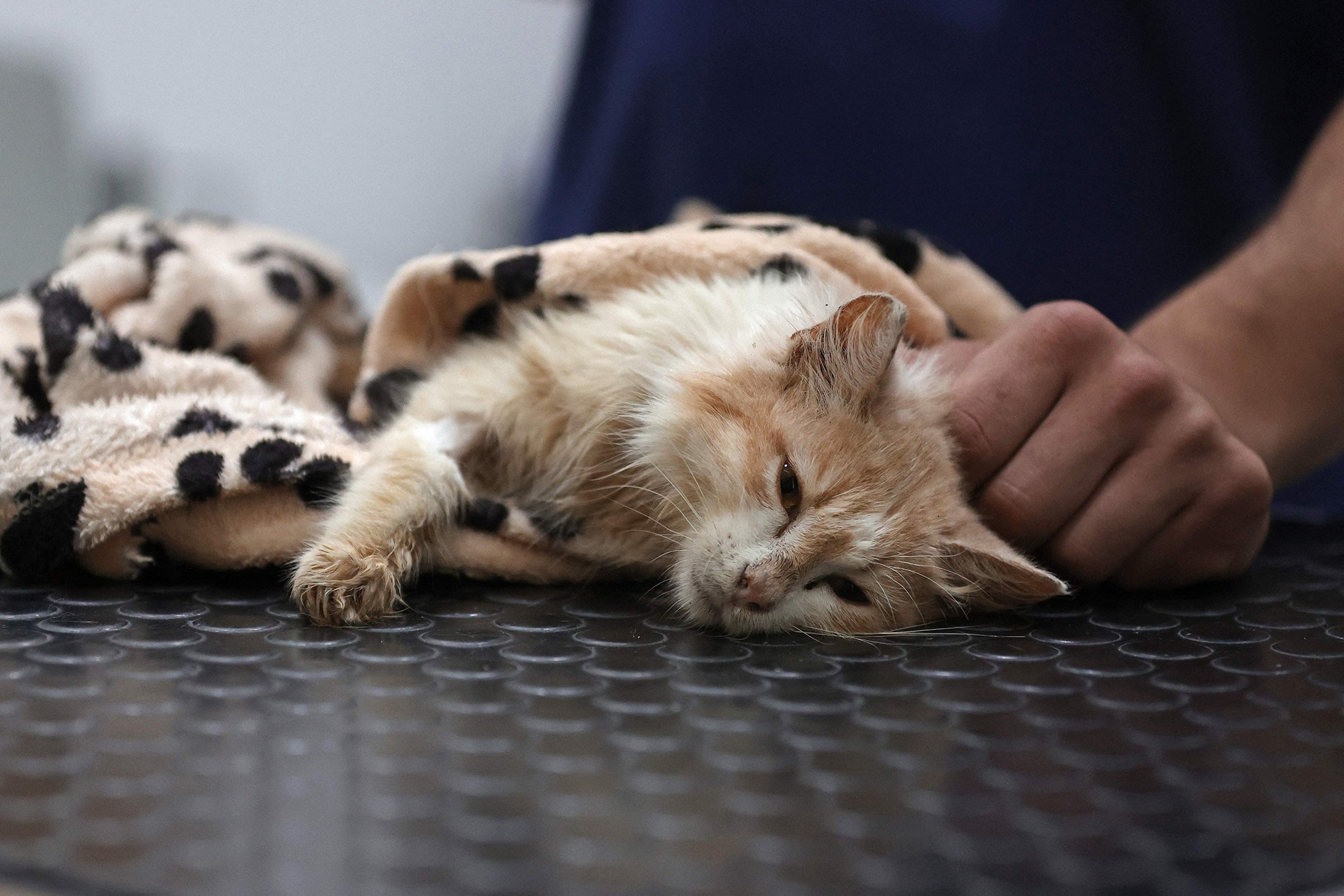 Dokter hewan Kostis Larkou merawat kucing yang menderita Feline Infectious Peritonitis (FIP), di sebuah klinik, di Nicosia yang dikelola Siprus Yunani, 20 Juni 2023. (Foto AFP)