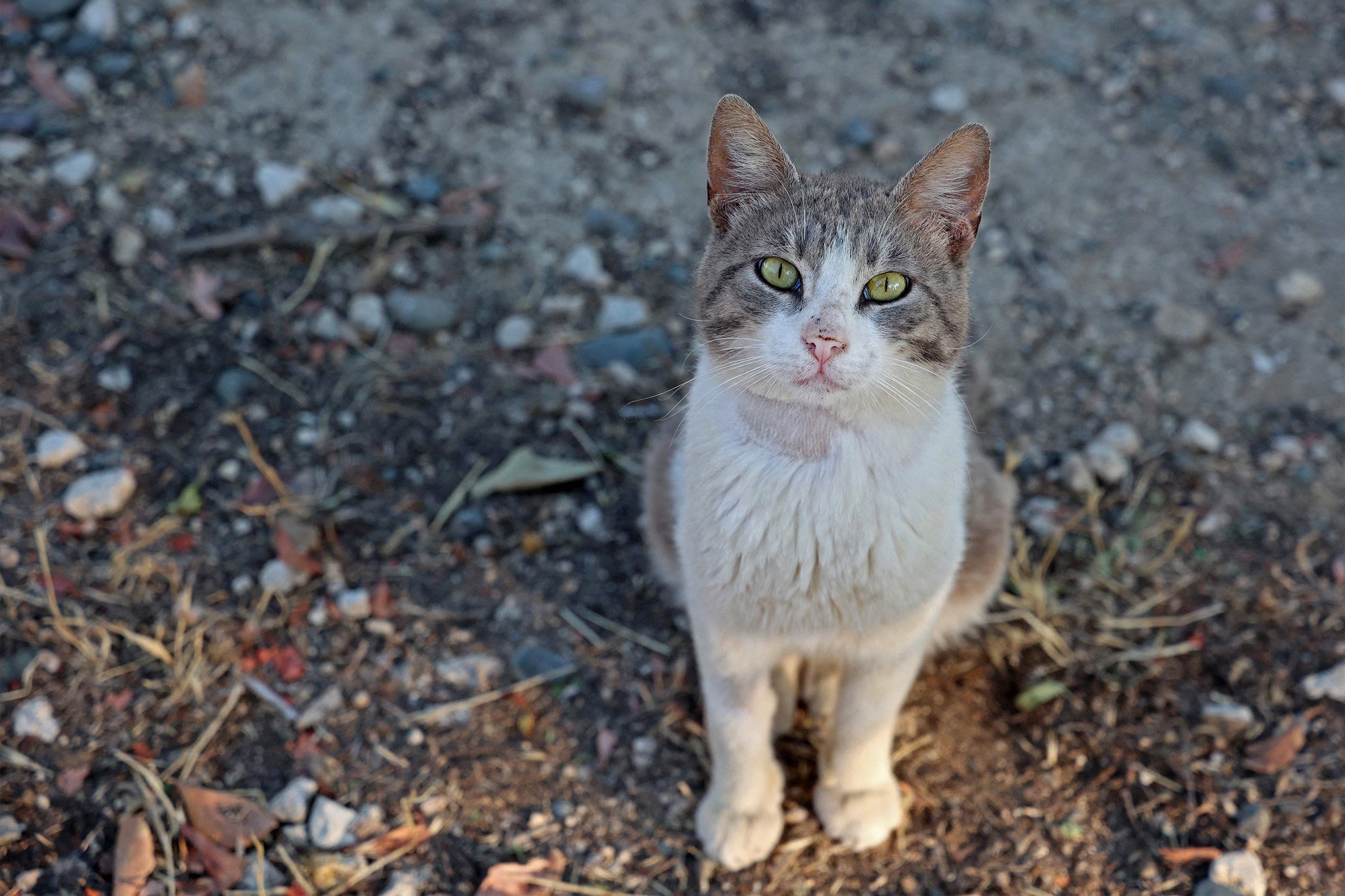 Seekor kucing terlantar yang menderita Feline Infectious Peritonitis (FIP), tinggal di tempat penampungan, di Nicosia yang dikelola Siprus Yunani, 22 Juni 2023. (Foto AFP)